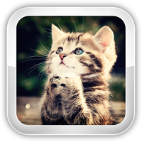 Cat Games icon