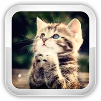 Cat Games icon