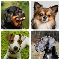 Dog Breeds - Quiz about all dogs of the world! icon