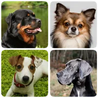 Dog Breeds - Quiz about all dogs of the world! APK