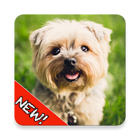 Cute Dogs Memory Matching Game icon