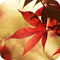 Autumn Live Wallpaper icon