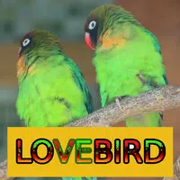 Master Kicau Lovebird APK