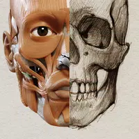 3D Anatomy for the Artisticon