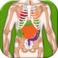 Human Body Anatomy Quiz APK