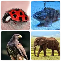 Animals - Quiz about Mammals! APK