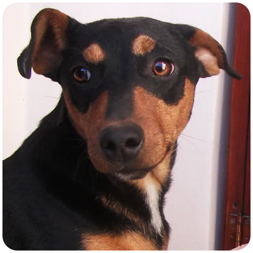 Dog Soundsicon