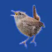 ChirpQuiz icon