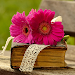 Flower Wallpaper 4K 2025 APK