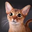 Talking Abyssinian Cat icon