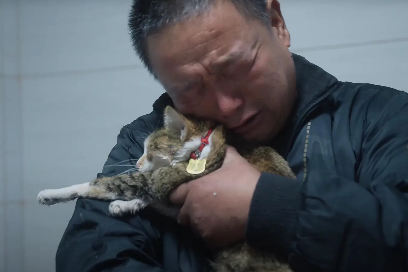 Life with Cats movie: Stories of Solitude, Love, and Healing