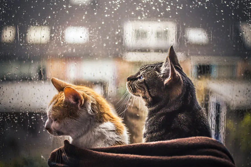 Life with Cats movie: Stories of Solitude, Love, and Healing