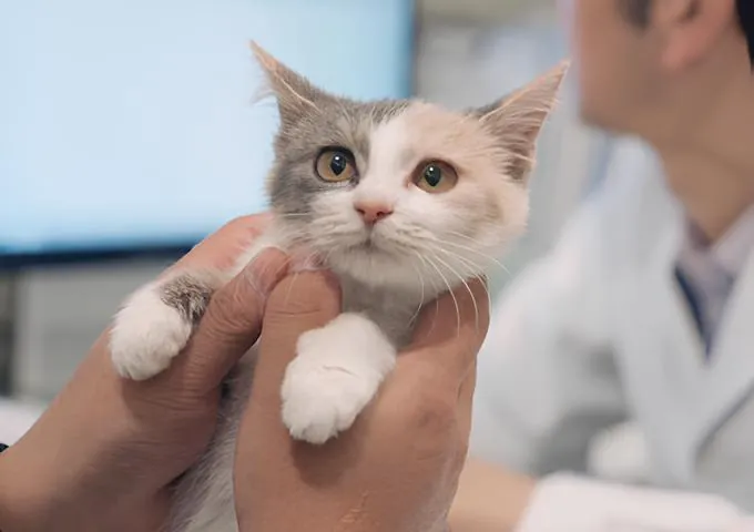 Juxia Movie Review - Life with Cats: Stories of Solitude, Love, and Healing