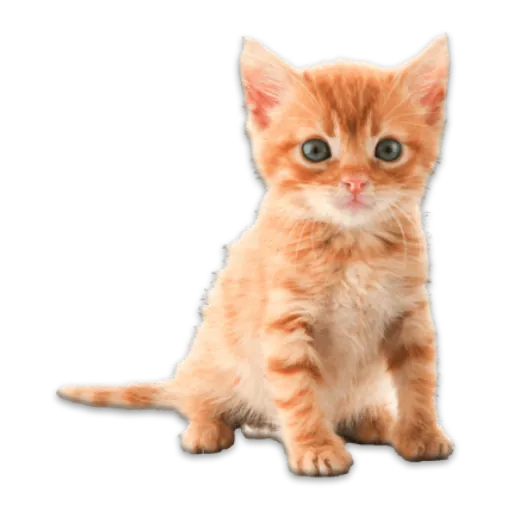 Real Animals Photo Stickers APK