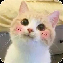 Cute Cat Wallpapericon