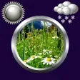 Spring Weather & Clock Widgeticon