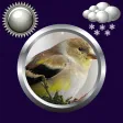 Birds Clock & Weather Widget APK