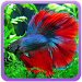 Betta Fish icon