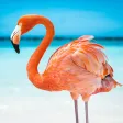 The Flamingo icon