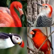 Bird World - Famous Birds Quiz APK